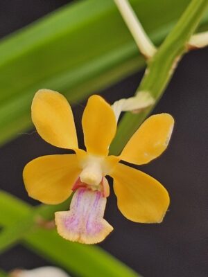 Orquídea Vanda testacea em floração