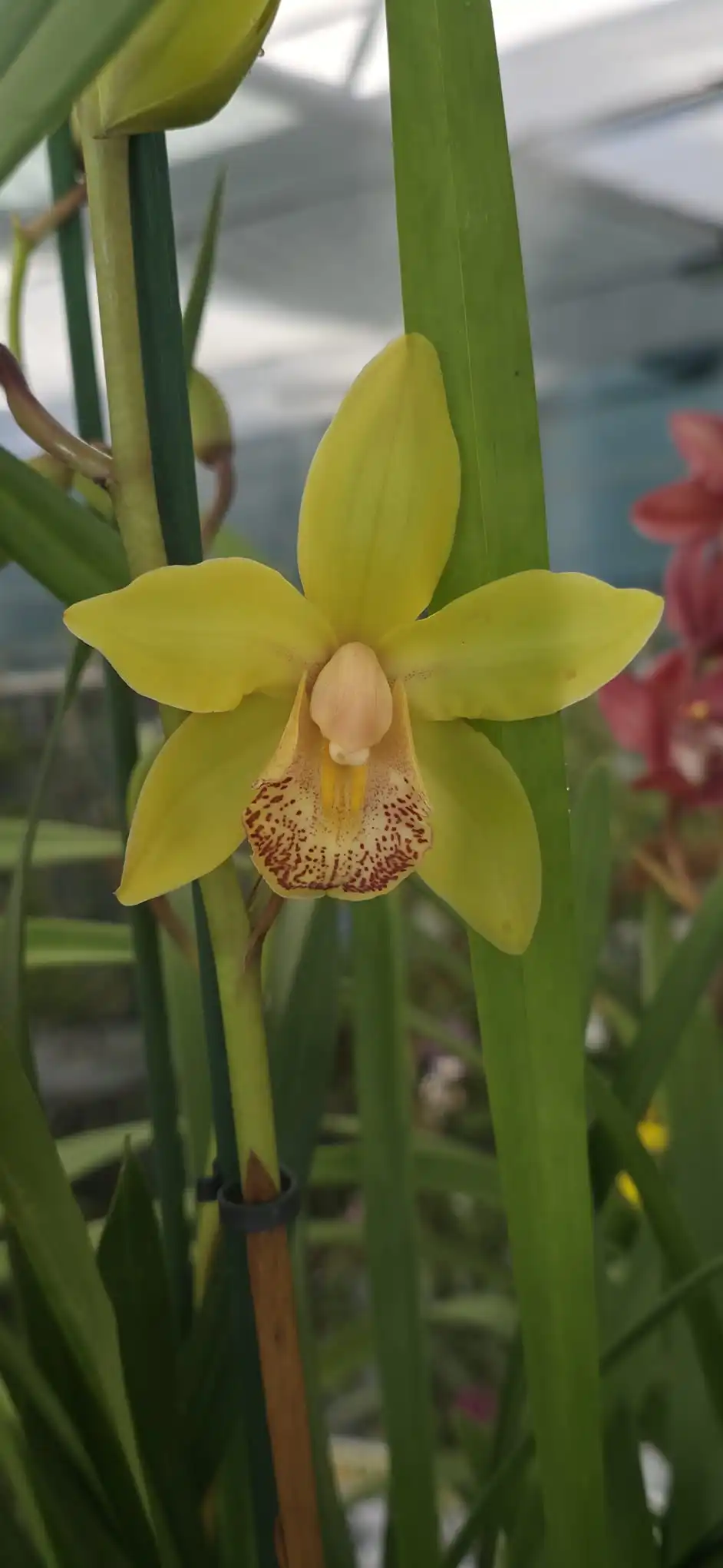 OrquÃdea Cymbidium Midi Lovely Sue com flores compactas em floração