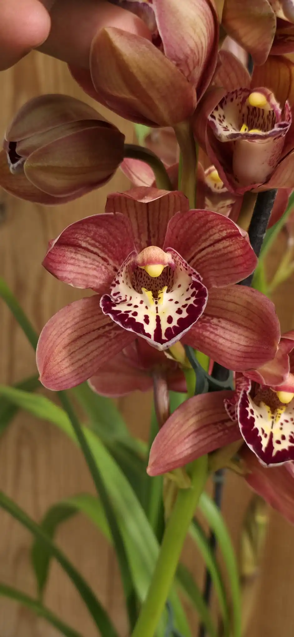 OrquÃdea Cymbidium Rood vermelha em floração