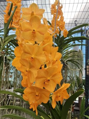 Vandachostylis Nopporn Orange