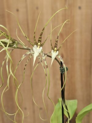 Orquídea aranha Brassia gireoudiana em floração com longas sépalas verde-amareladas com manchas castanhas num haste floral pendente