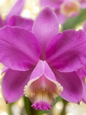 Cattleya loddigesii em floração exuberante com pétalas rosa-lilás e labelo creme