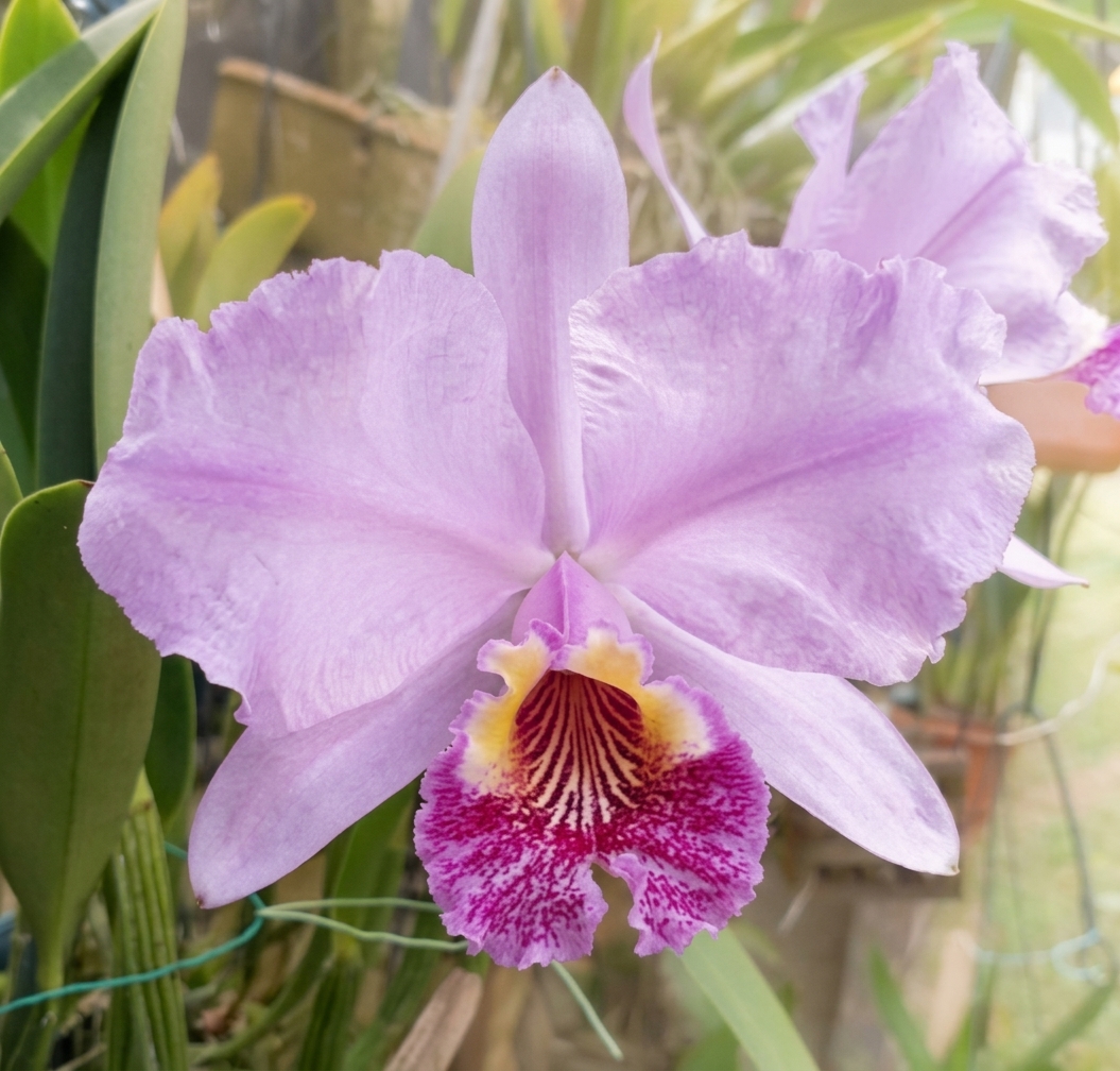 Cattleya lueddemanniana Tipo x Vinicolor com flor espetacular de tons intensos e labelo aveludado