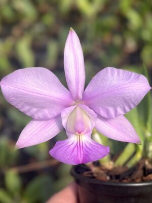 Orquídea Cattleya walkeriana flamea Carina x Cambaras x Lineata em floração vibrante com padrão flameado e aroma intenso