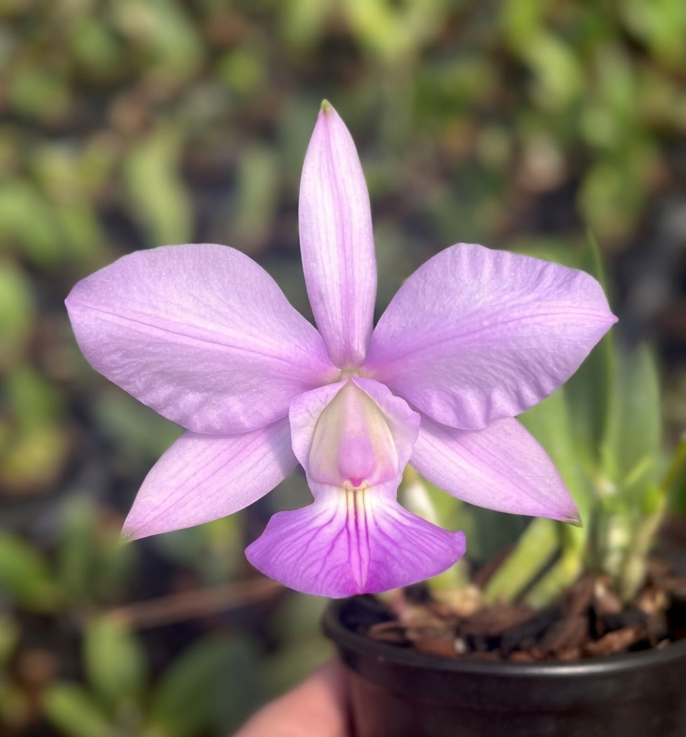 Orquídea Cattleya walkeriana flamea Carina x Cambaras x Lineata em floração vibrante com padrão flameado e aroma intenso