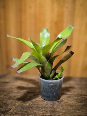 Neoregelia Cassiopeia com centro rosado e roseta de folhas ornamentais para decoração de interiores e jardins