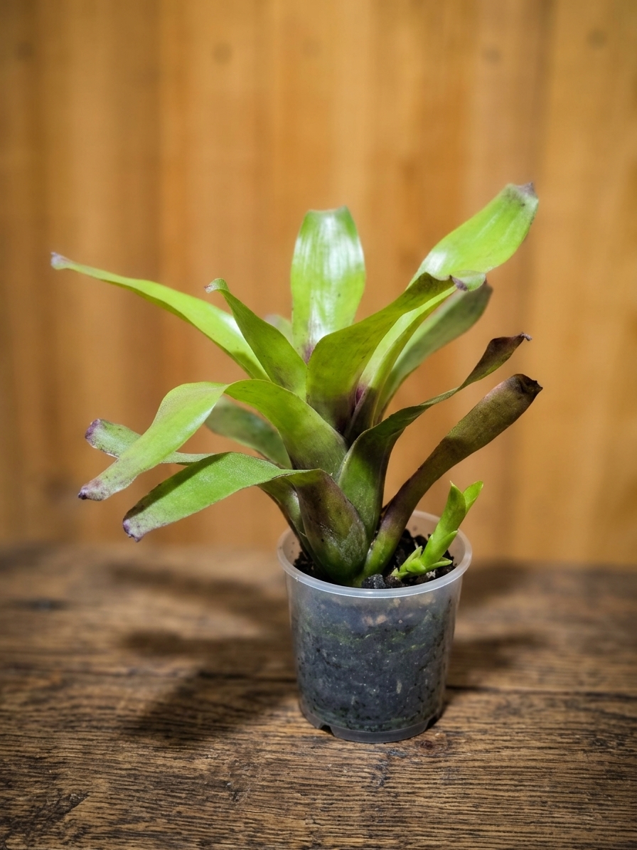 Neoregelia Cassiopeia com centro rosado e roseta de folhas ornamentais para decoração de interiores e jardins