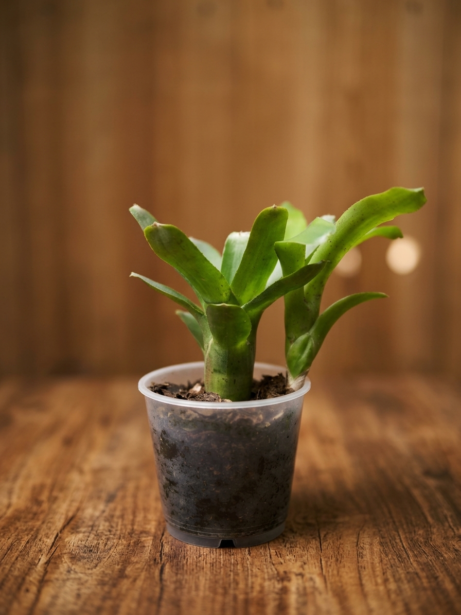Neoregelia ‘Amaranda’