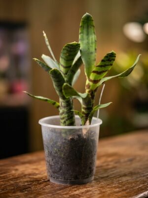 Neoregelia punctissima bromélia miniatura com folhagem pintada de vermelho e centro rosado
