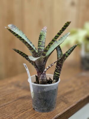 Neoregelia purpurea com roseta foliar avermelhada e tanque central