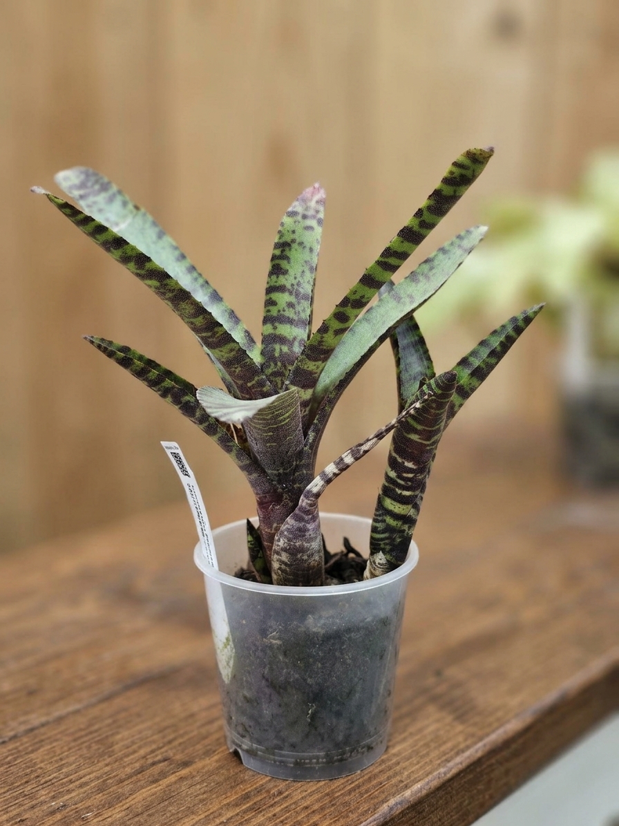 Neoregelia purpurea