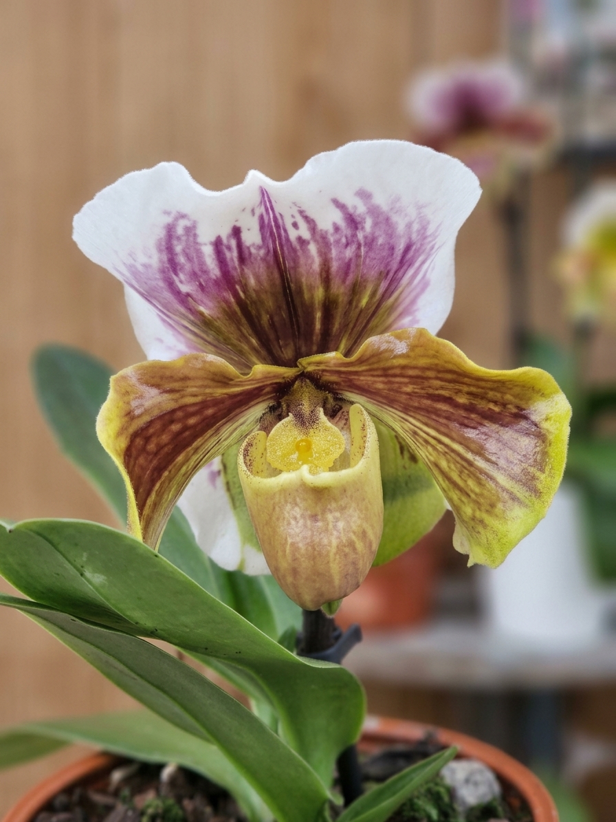 Paphiopedilum Cocoa Wintree Stars orquídea sapatinho em floração exótica com estandarte amplo e cores intensas