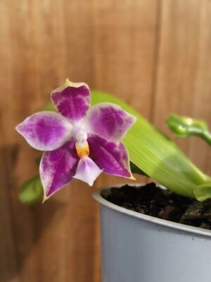 Phalaenopsis Mituo Golden Solar em floração exótica com pétalas cerosas e tons dourados intensos