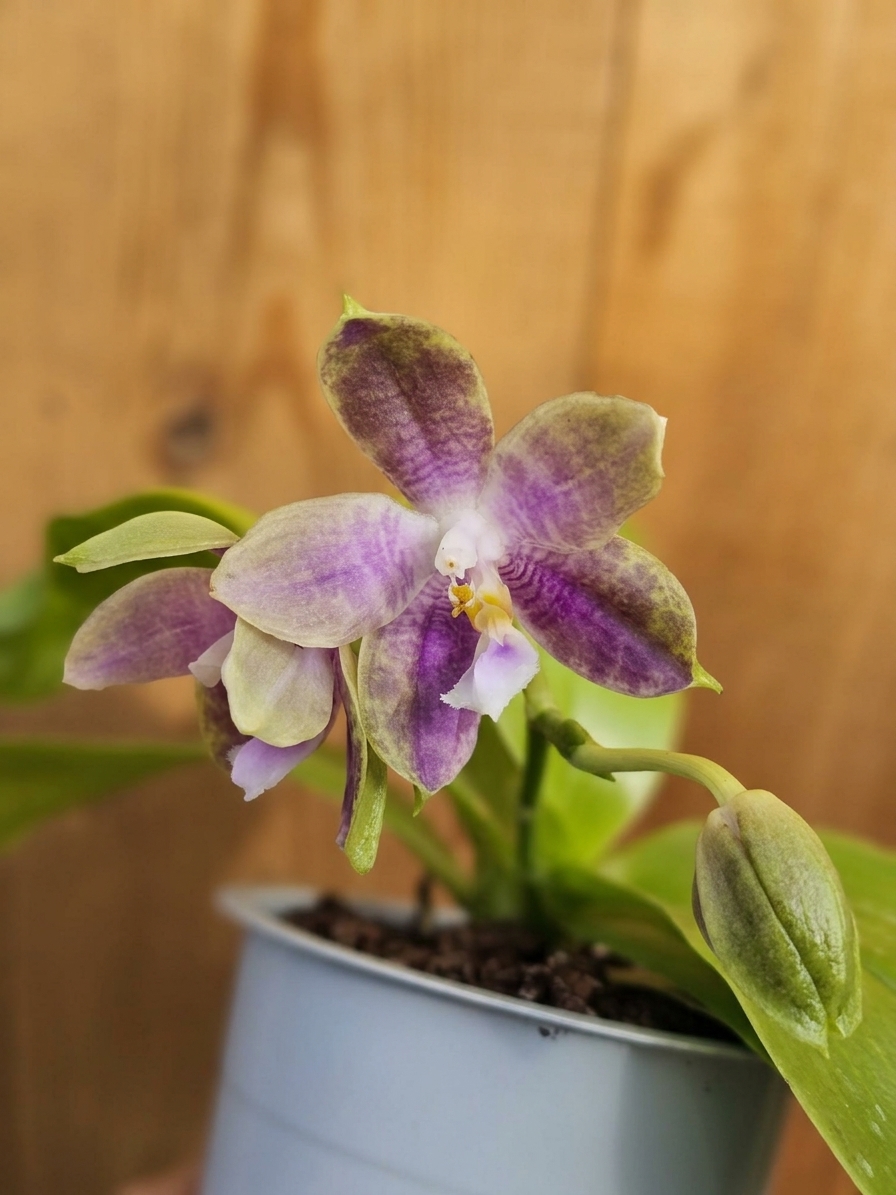 Phalaenopsis Su's Bellicosa em floração perfumada com pétalas cerosas e padrões vibrantes