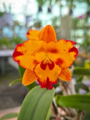 Rlc. Fordyce Prelude em floração vibrante com tons alaranjados e detalhes avermelhados