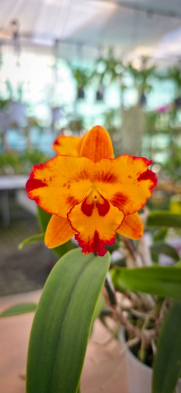 Rlc. Fordyce Prelude em floração vibrante com tons alaranjados e detalhes avermelhados