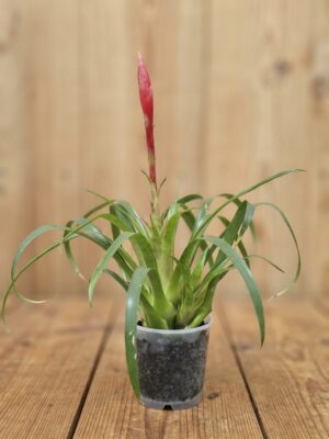 Vriesea Astrid com espiga floral vermelha brilhante e folhagem verde compacta